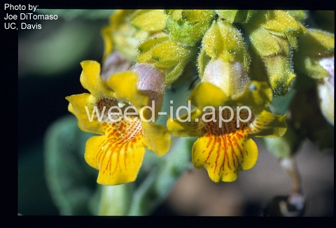 devil's claw, yellow